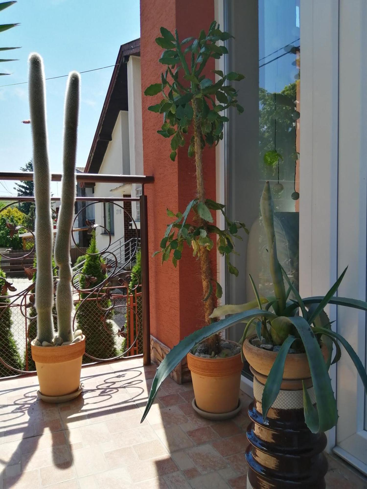 Penzion Vilka Podhajcanka Podhajska Bagian luar foto